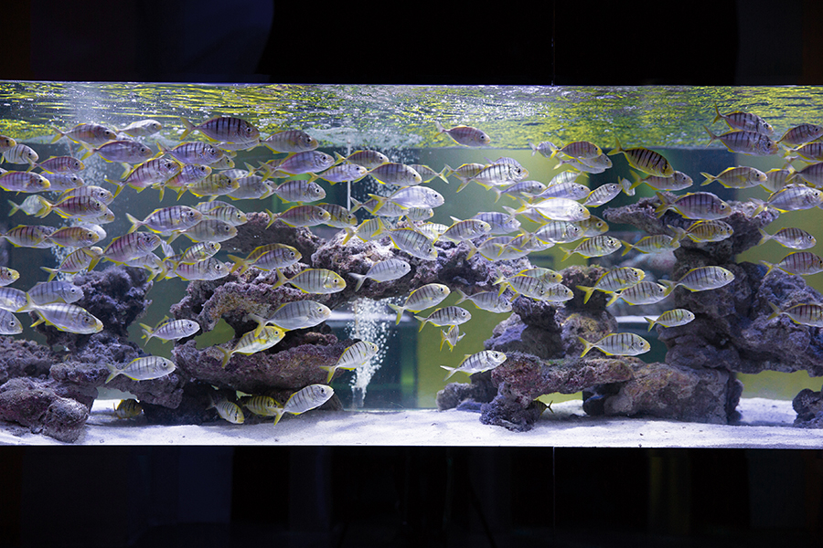 海洋館魚缸缸定做——龍威水族