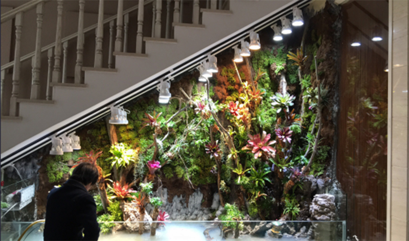 生態(tài)熱帶雨林缸