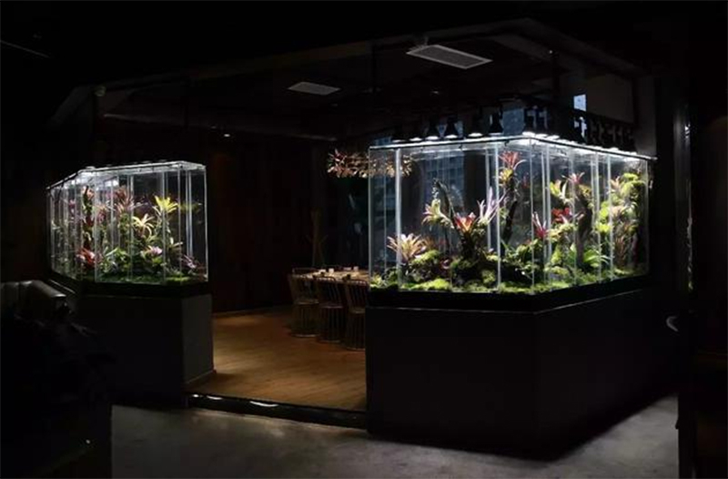 生態(tài)熱帶雨林缸
