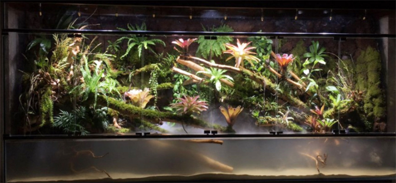 生態(tài)熱帶雨林缸
