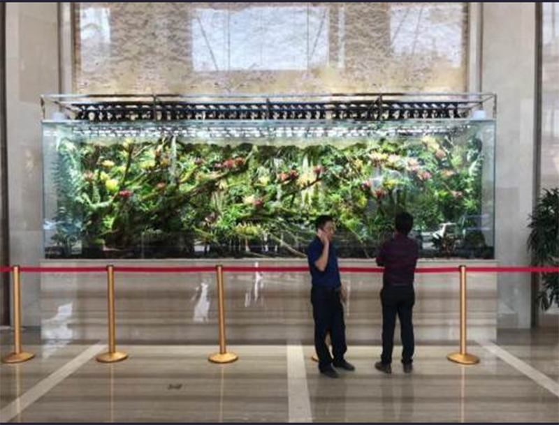 生態(tài)熱帶雨林缸