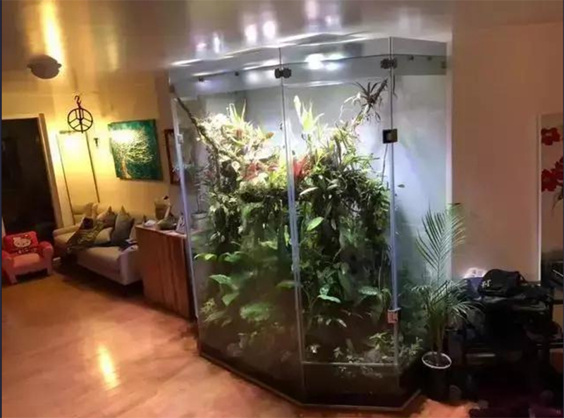 生態(tài)熱帶雨林缸