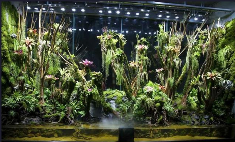 生態(tài)熱帶雨林缸