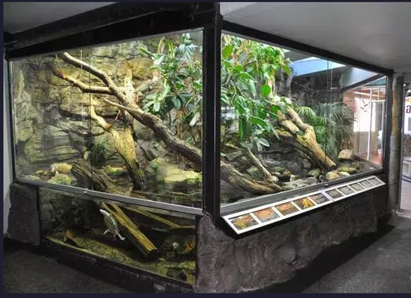 生態(tài)熱帶雨林缸