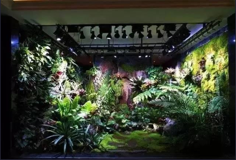 生態(tài)熱帶雨林缸