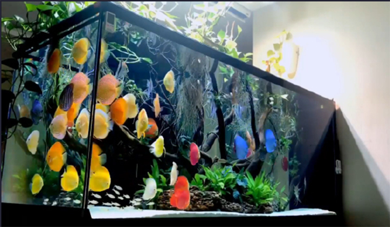 生態(tài)熱帶雨林缸