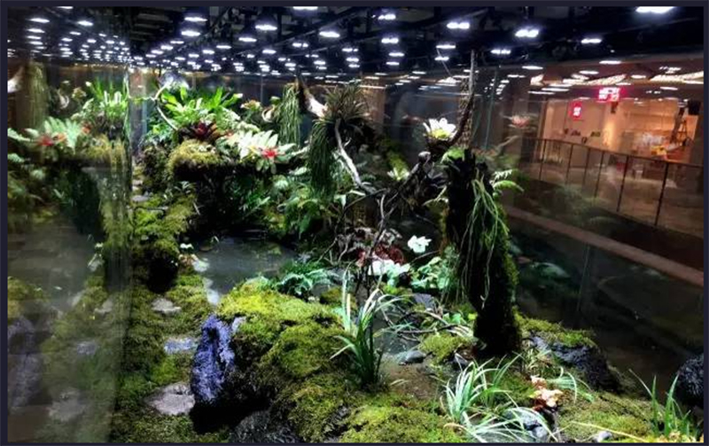 生態(tài)熱帶雨林缸