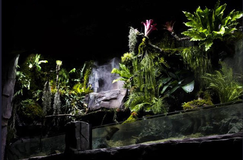 生態(tài)熱帶雨林缸