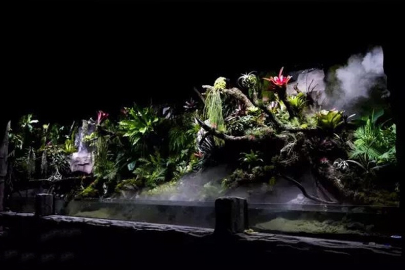 生態(tài)熱帶雨林缸