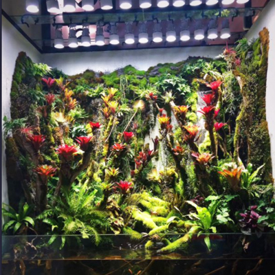 生態(tài)熱帶雨林缸