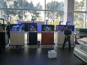 奧迪展廳龍威魚(yú)缸展覽