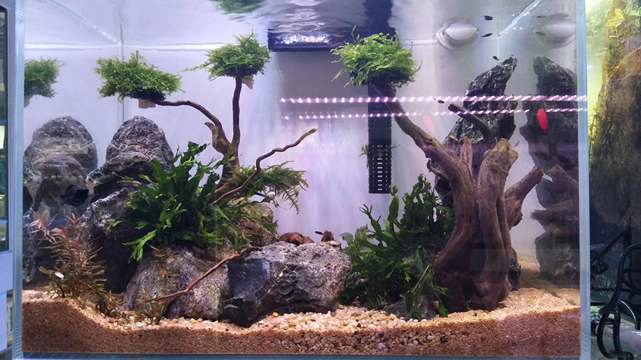 家庭淡水魚缸造景——龍威水族