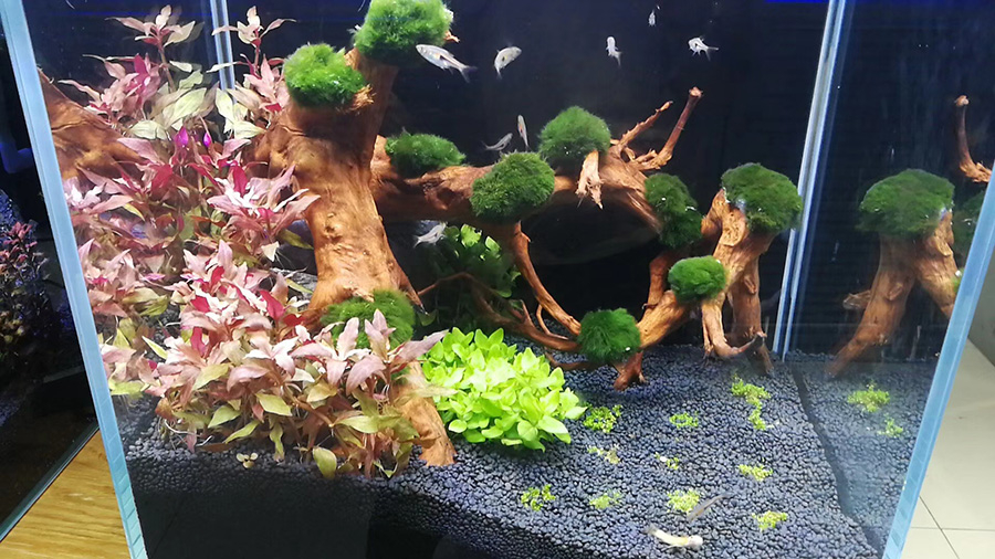 家庭淡水魚缸造景——龍威水族