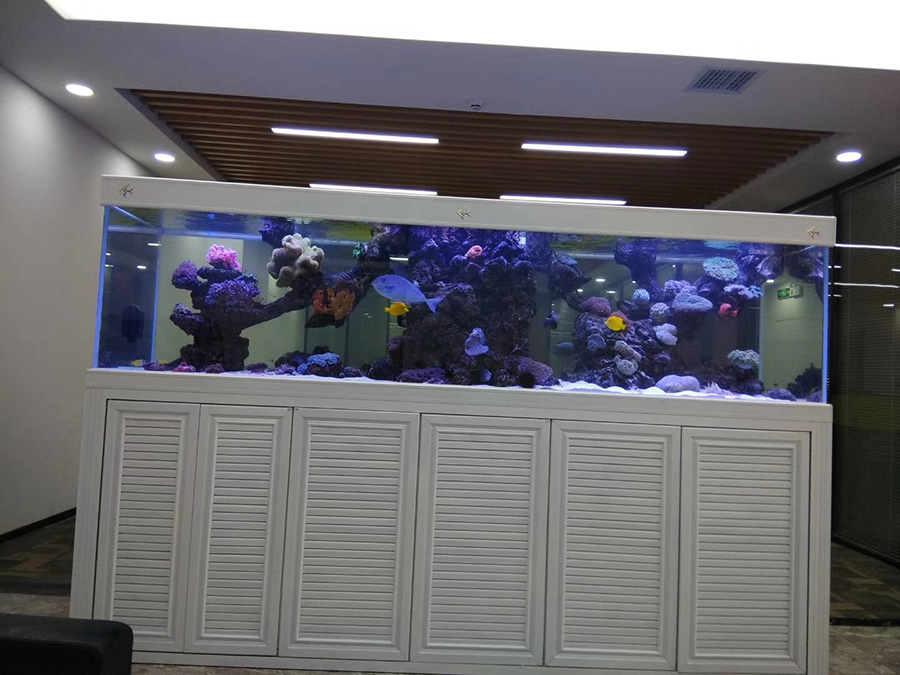 公司定制海水缸項目——龍威水族