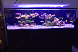 大型海洋魚缸 觀賞魚缸 海洋景觀