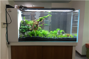 自然景觀 回歸自然 水生植物景觀 水草景觀