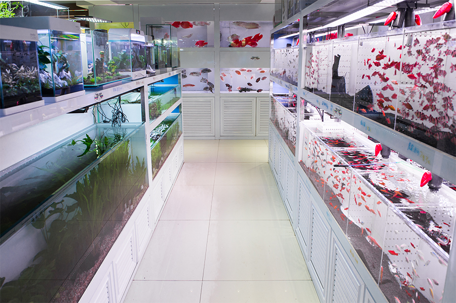 大型魚缸定制案例