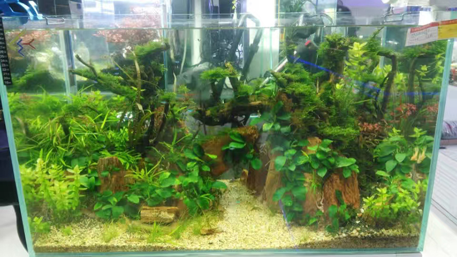 龍威水族——草缸造景案例