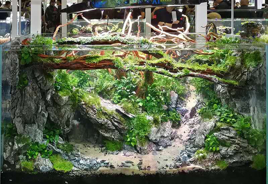 深圳大型草缸造景技術(shù)方法介紹